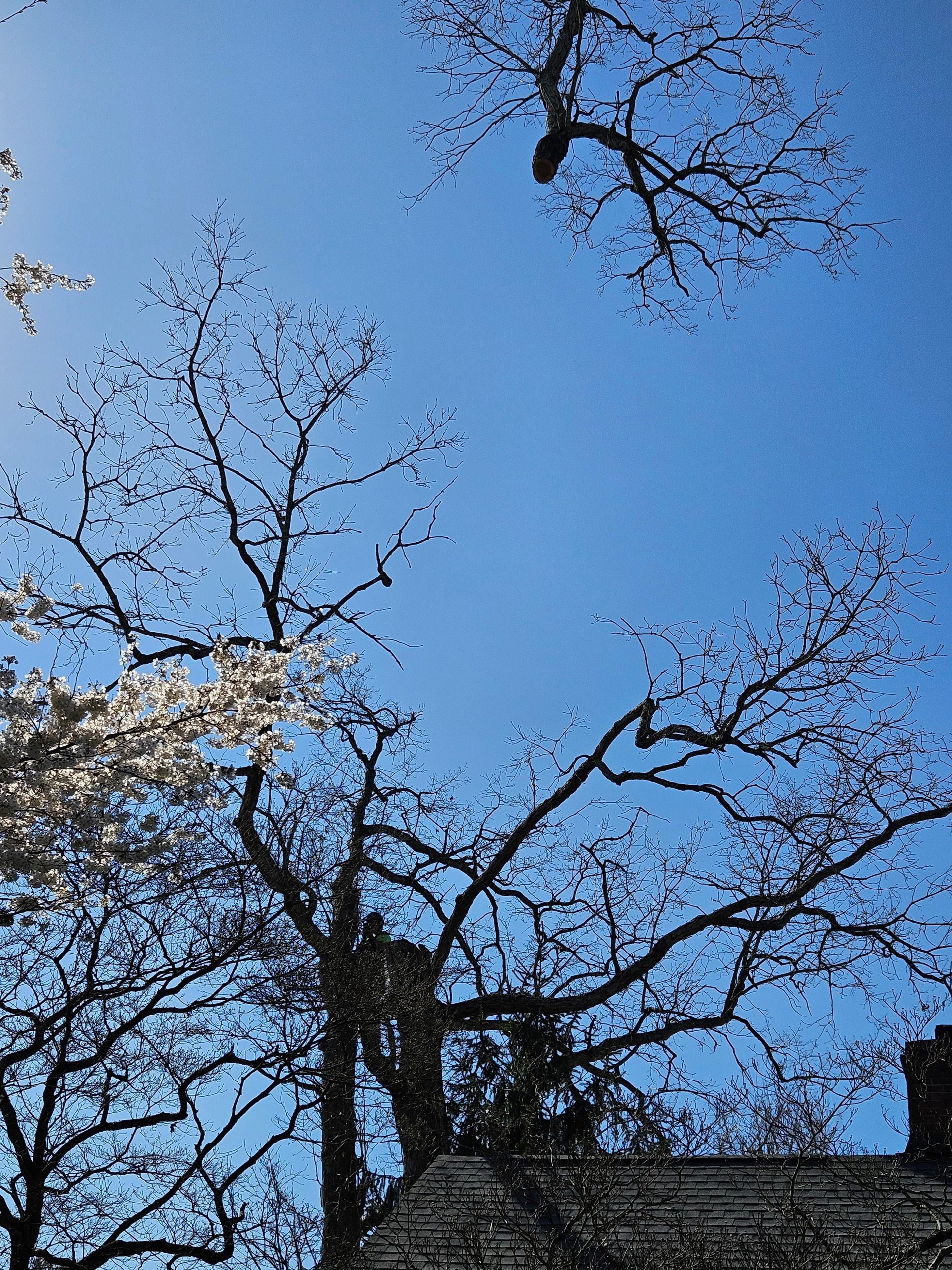 Bare tree branches against a bright blue sky; bottom of a brick building is visible.