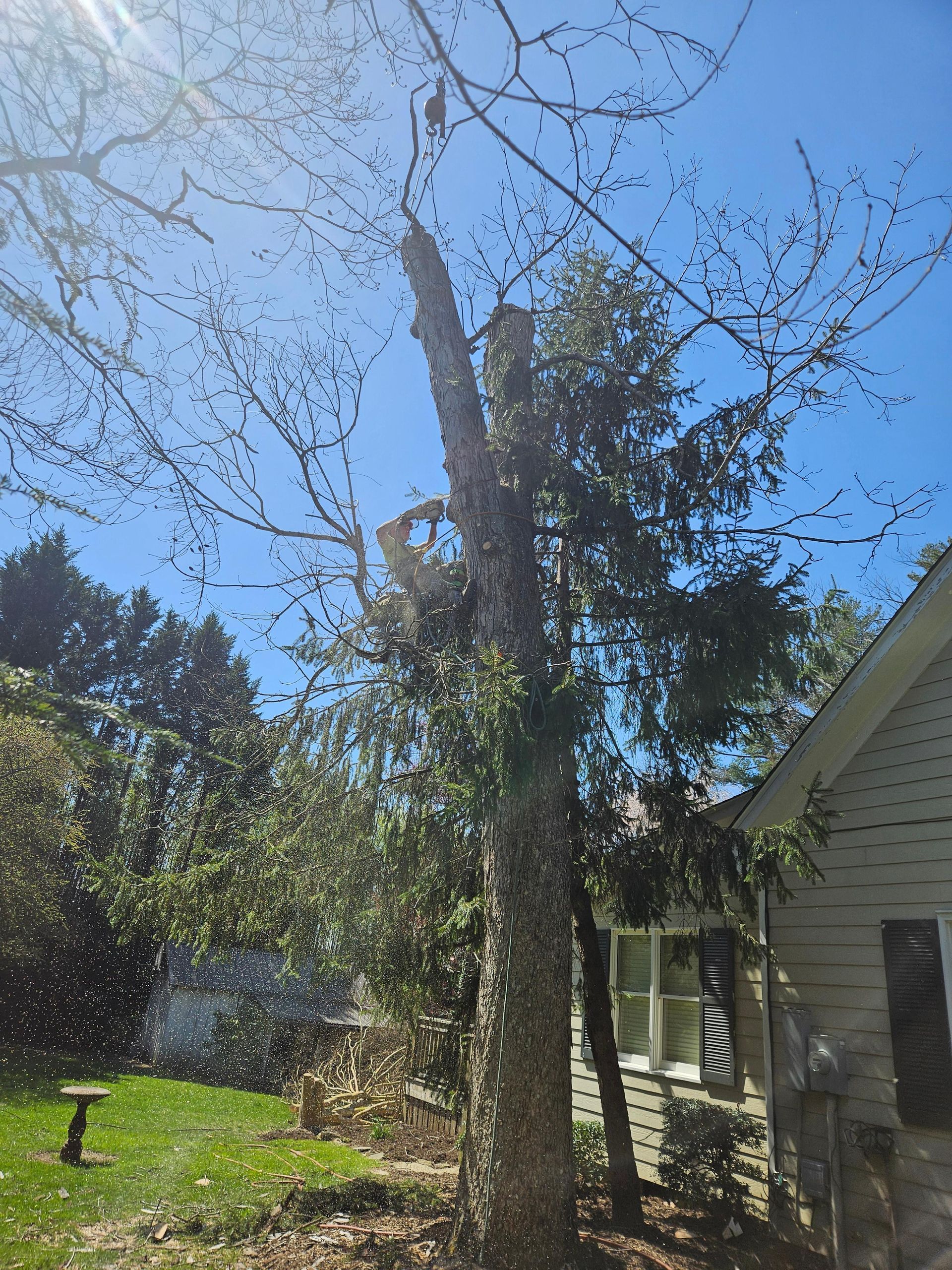 Tree being trimmed next to a house with blue sky in background.