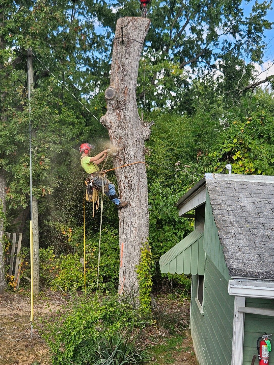Arborist cutting a tall tree trunk next to a building. The arborist is wearing safety gear. Green foliage surrounds the scene.