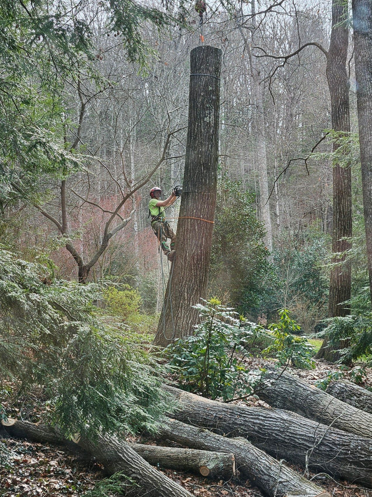 Arborist cutting a tall tree trunk in a wooded area. Logs lie on the ground.
