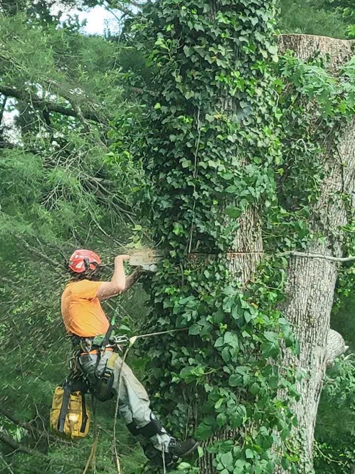 Arborist in orange shirt, helmet, and safety gear using a chainsaw to remove ivy from a tree trunk.