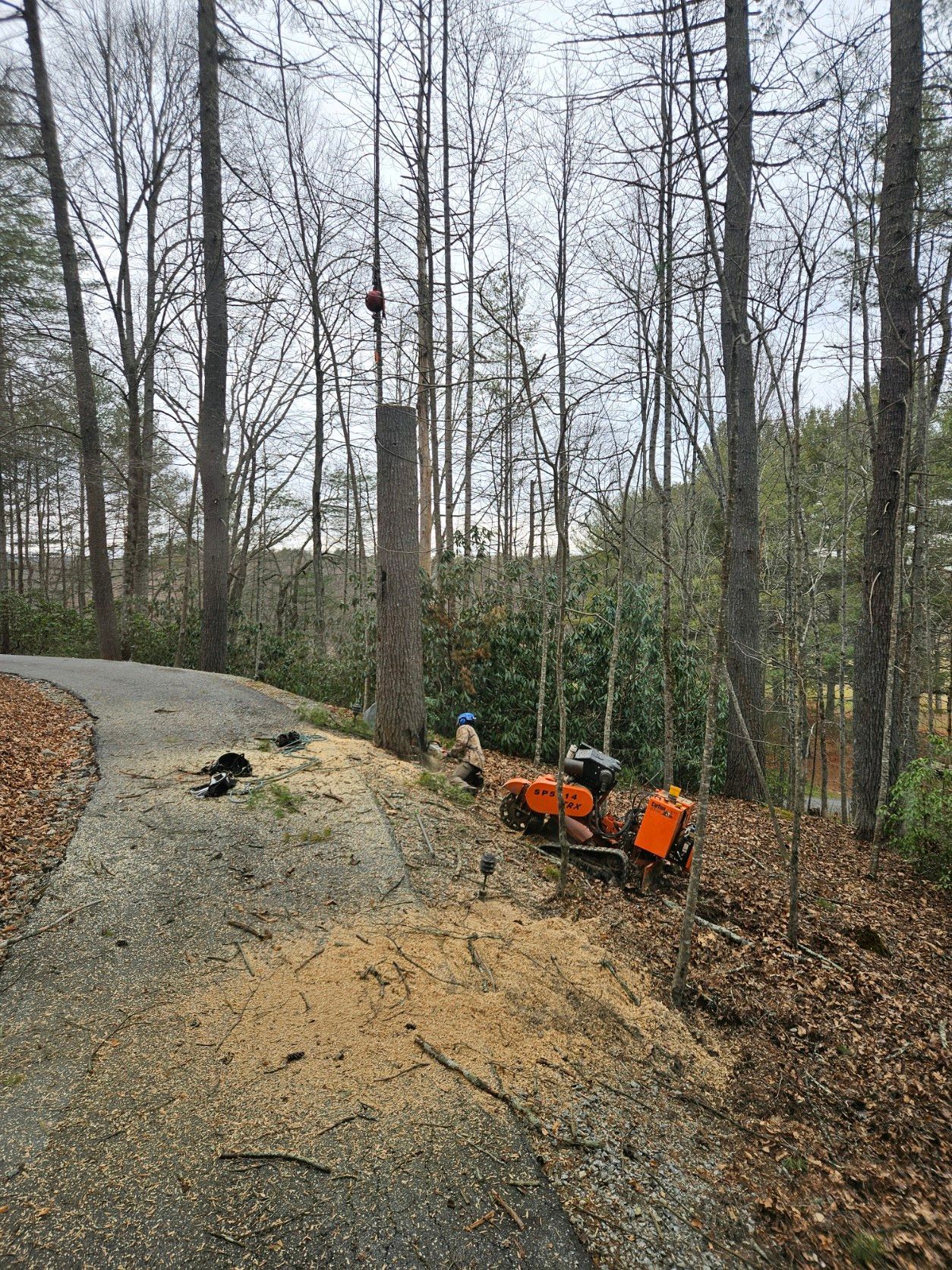 Tree stump and grinder near a paved path, surrounded by trees.