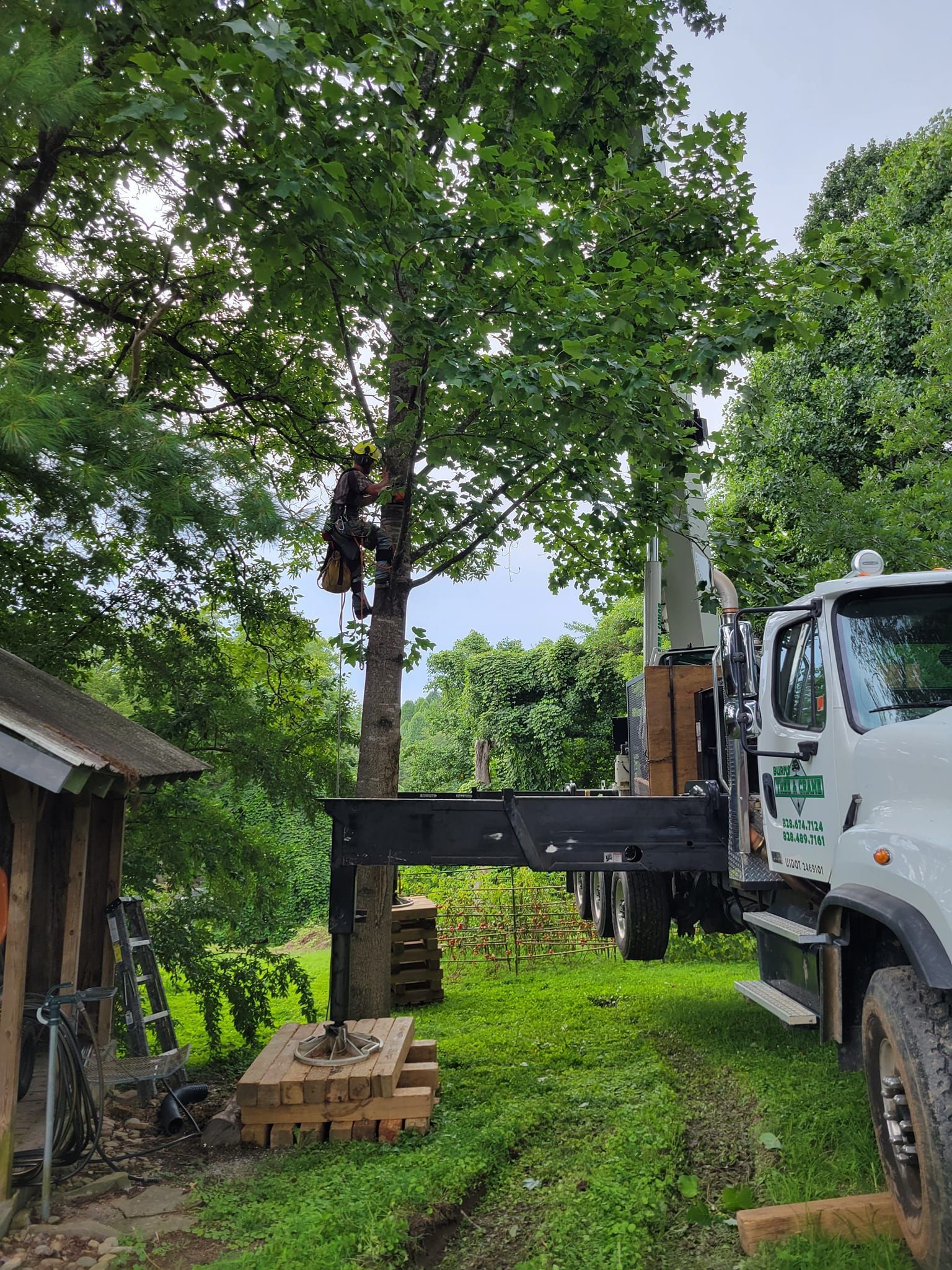 Arborist in tree, using crane. Tree service truck next to small building. Green foliage, cloudy sky.