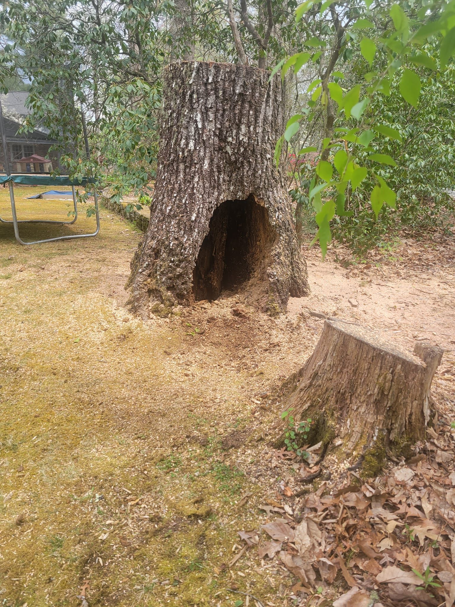 Hollowed tree trunk with large opening and nearby tree stump in a yard with wood chips.