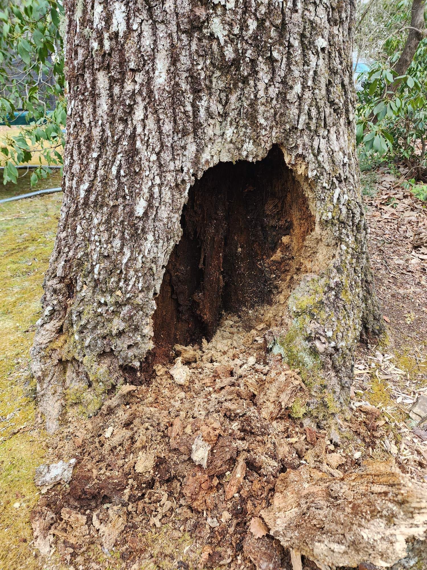 Large hole in a tree trunk, revealing a dark interior, surrounded by decaying wood and bark.