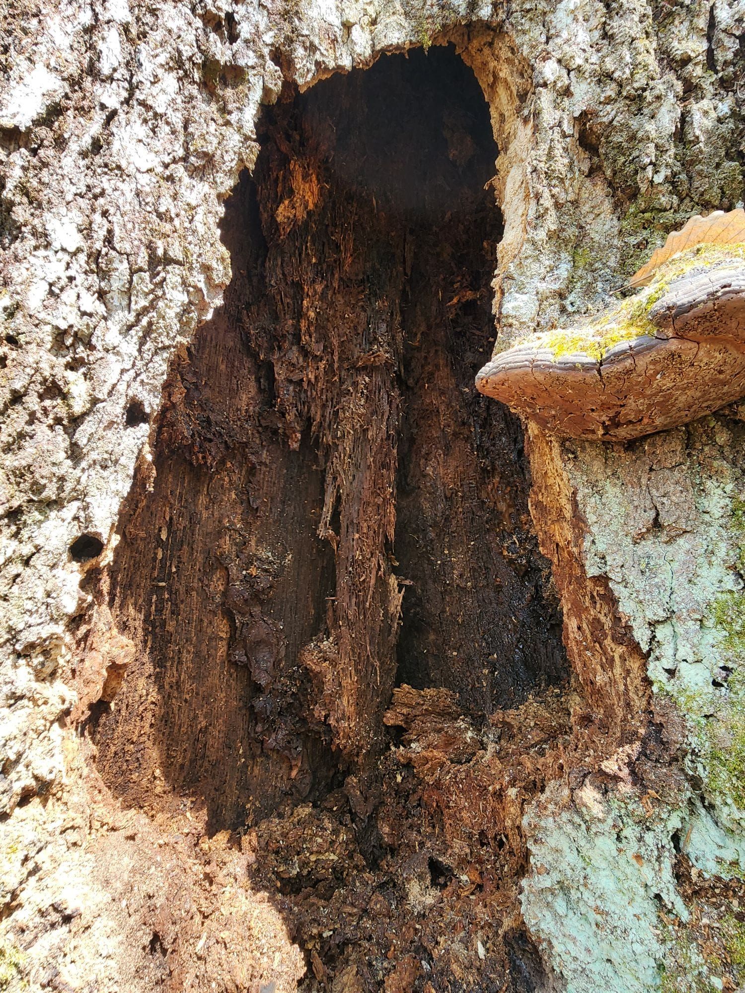 Hole in a tree trunk with exposed decaying wood and a fungal growth on the side.