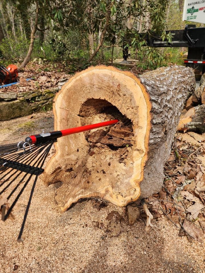 Cut tree trunk with large cavity; red tool inside; surrounded by wood shavings.