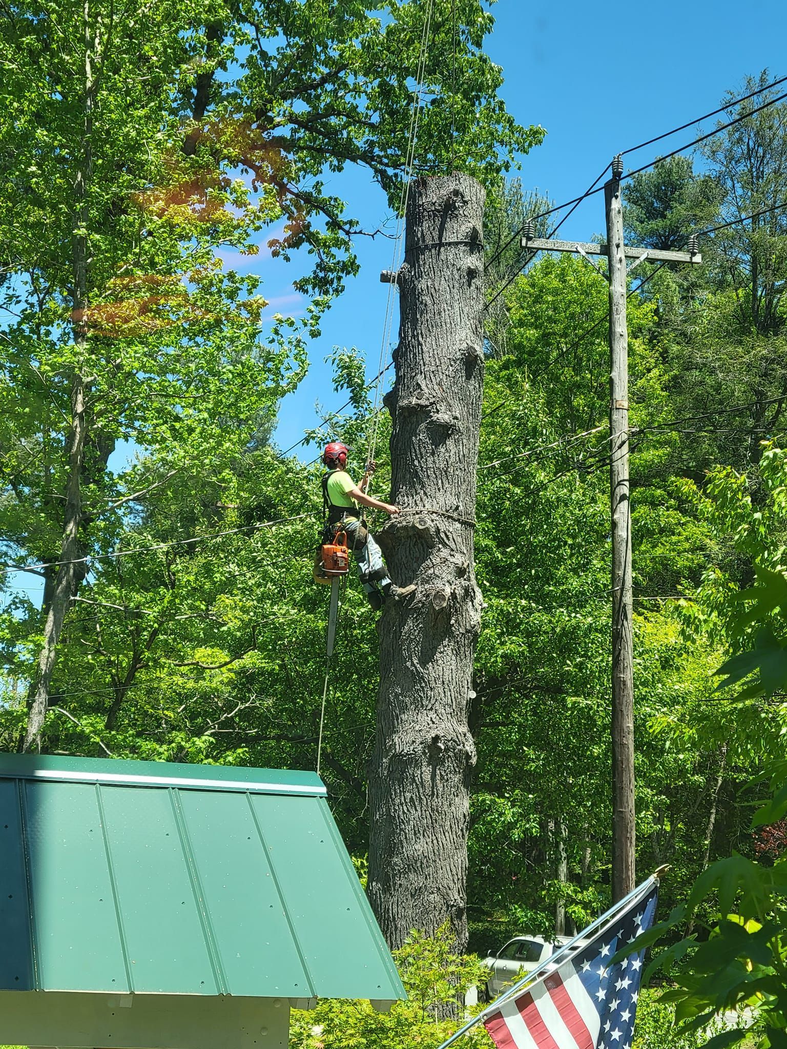 Arborist using chainsaw on tall tree near power lines and green building, sunny day.