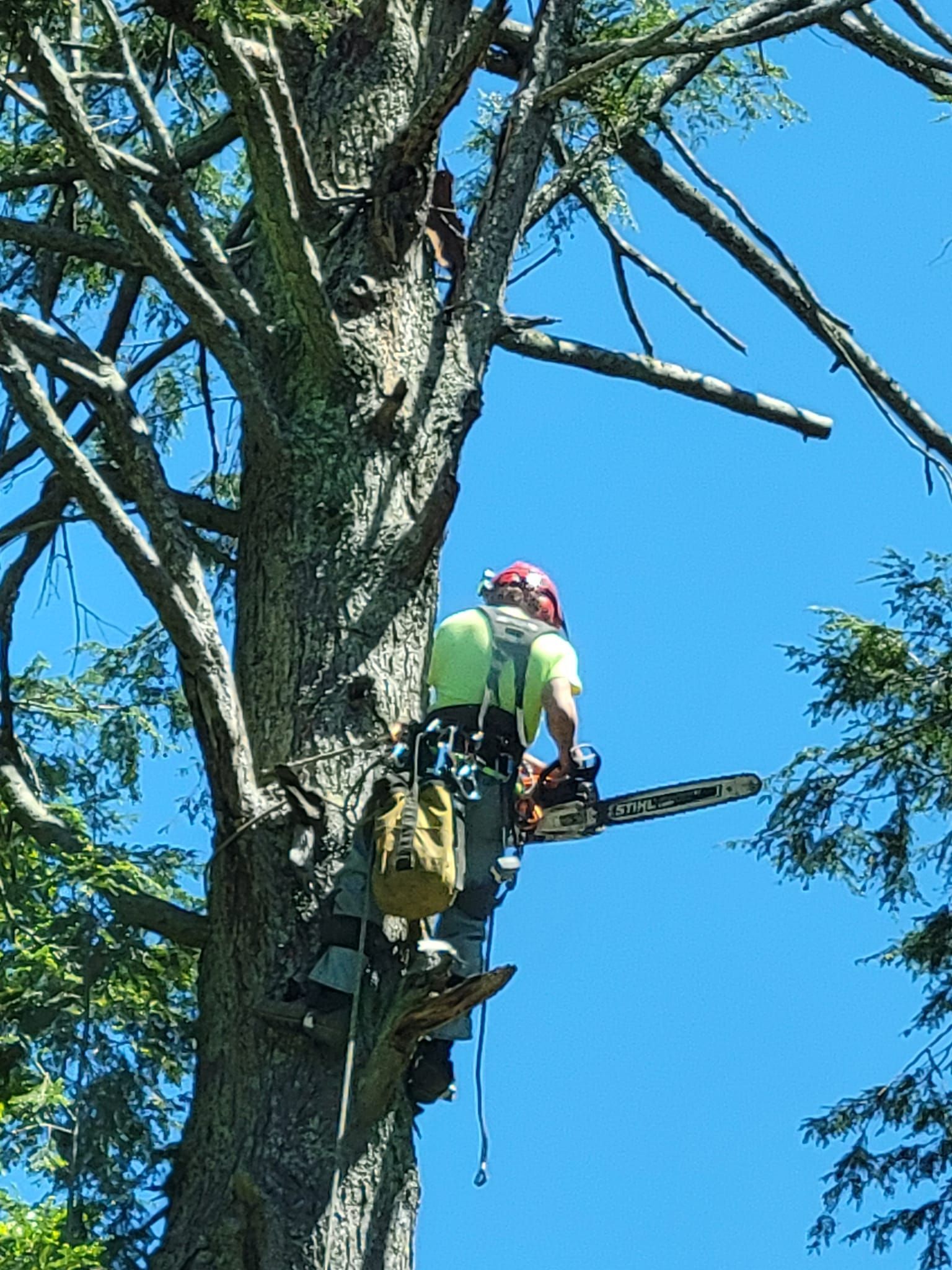 Arborist in a tree, cutting branches with a chainsaw. Wearing a hard hat and safety gear, blue sky background.