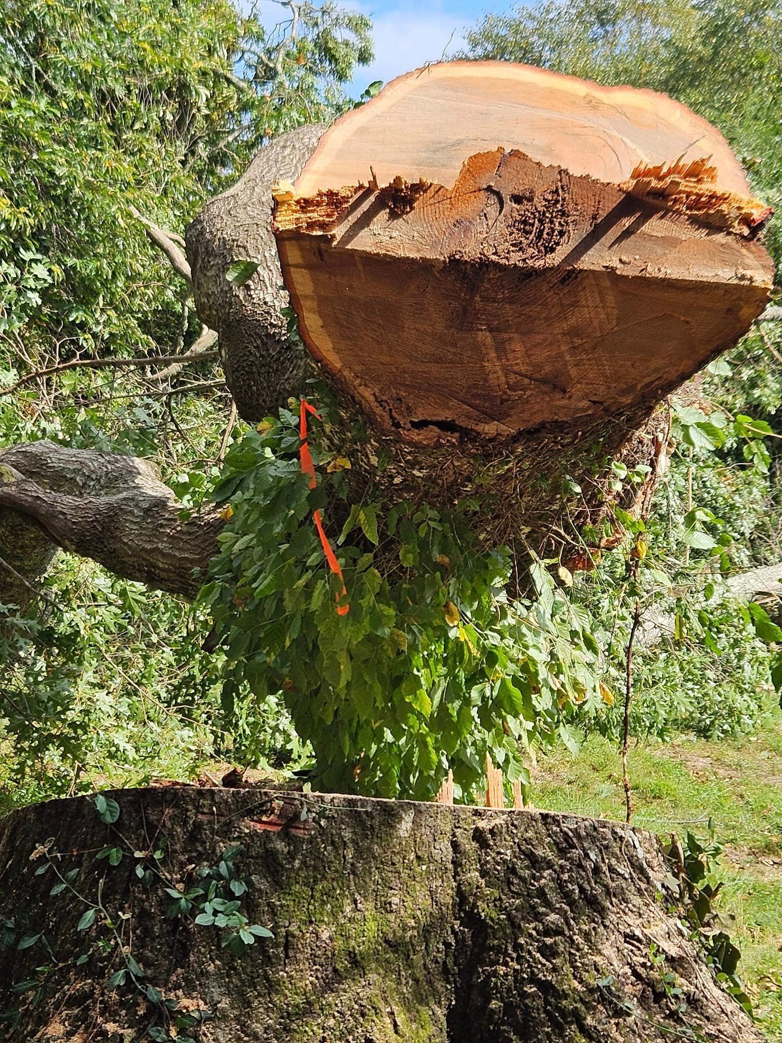 Cut tree trunk and branches amid green foliage.
