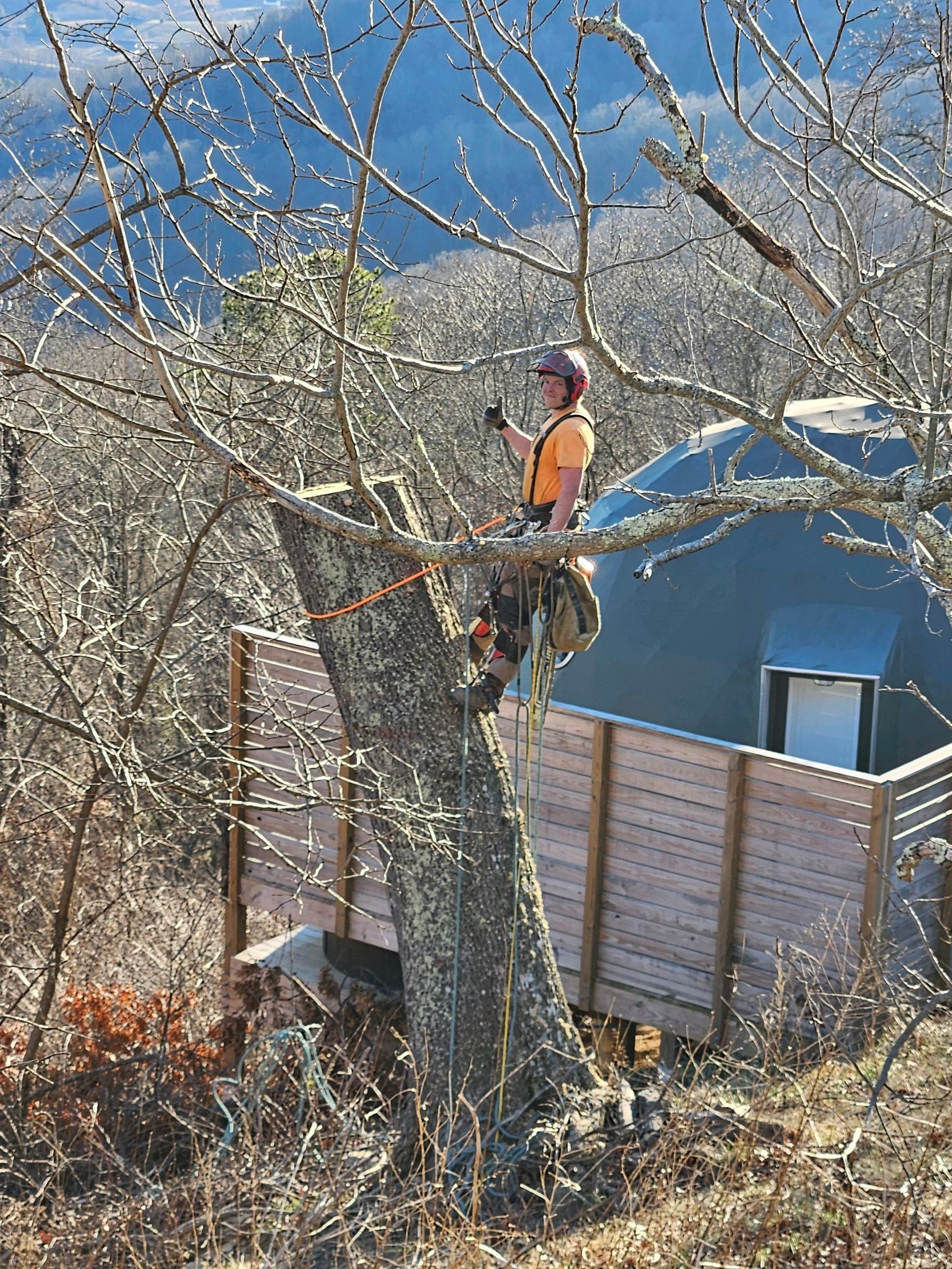 Arborist in safety gear on a tree, cutting branches near a cabin. Sunny day with a mountain view.