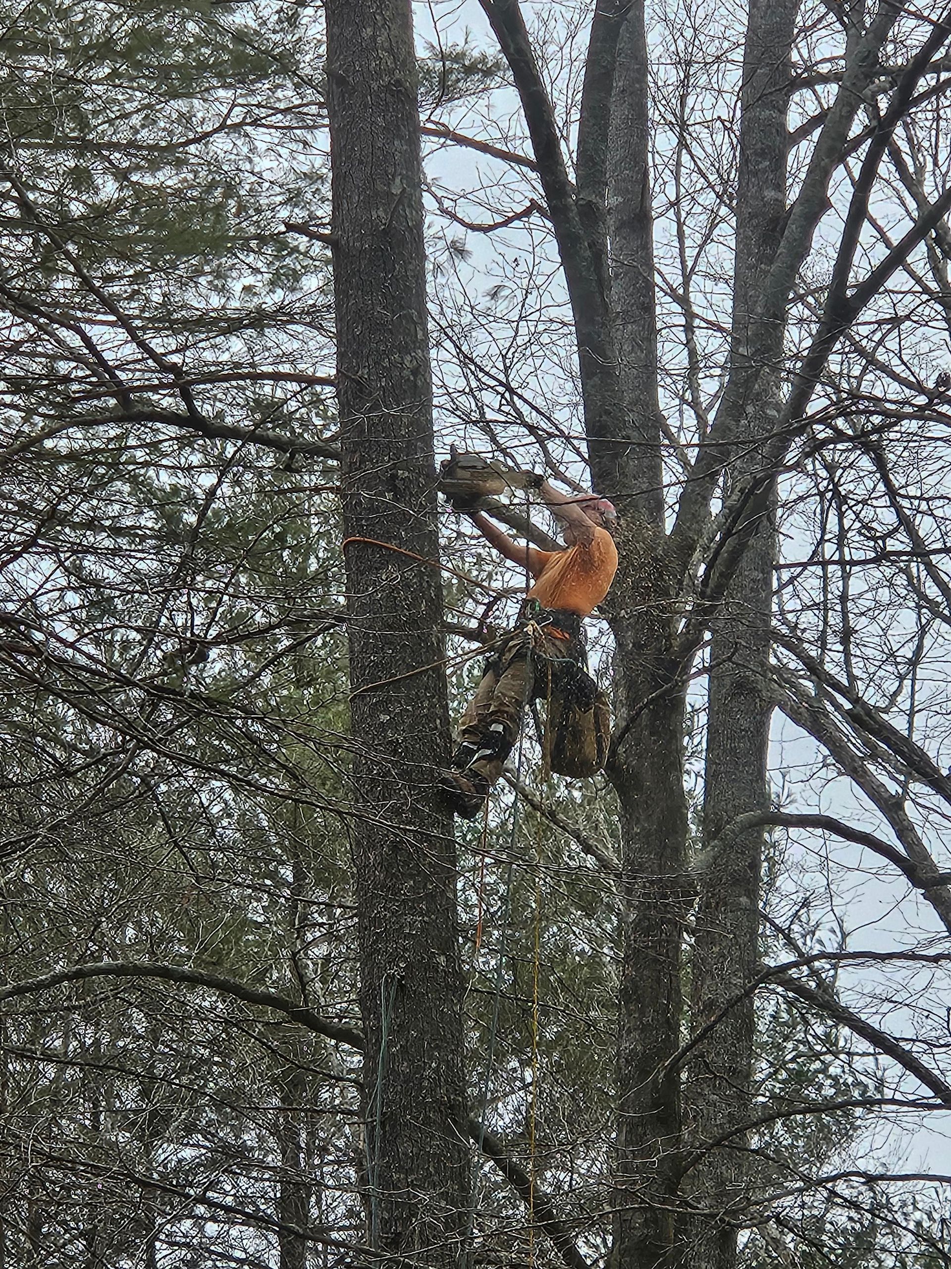 Person cutting a tree with a chainsaw, up high.