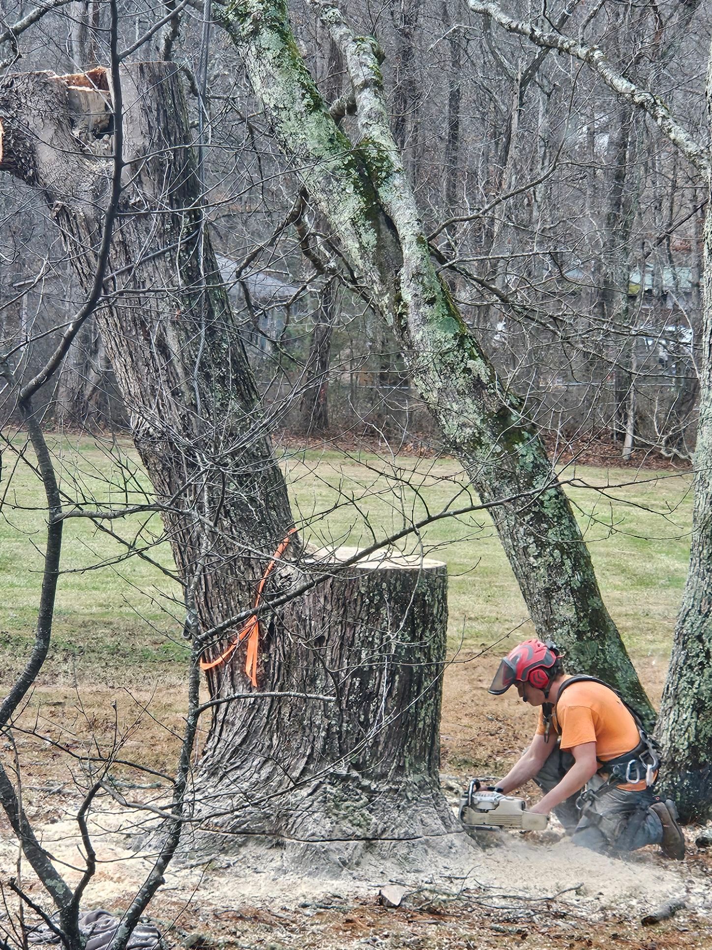Arborist using chainsaw to cut a tree trunk in a grassy yard. Gray-trunked trees, orange shirt, safety gear.