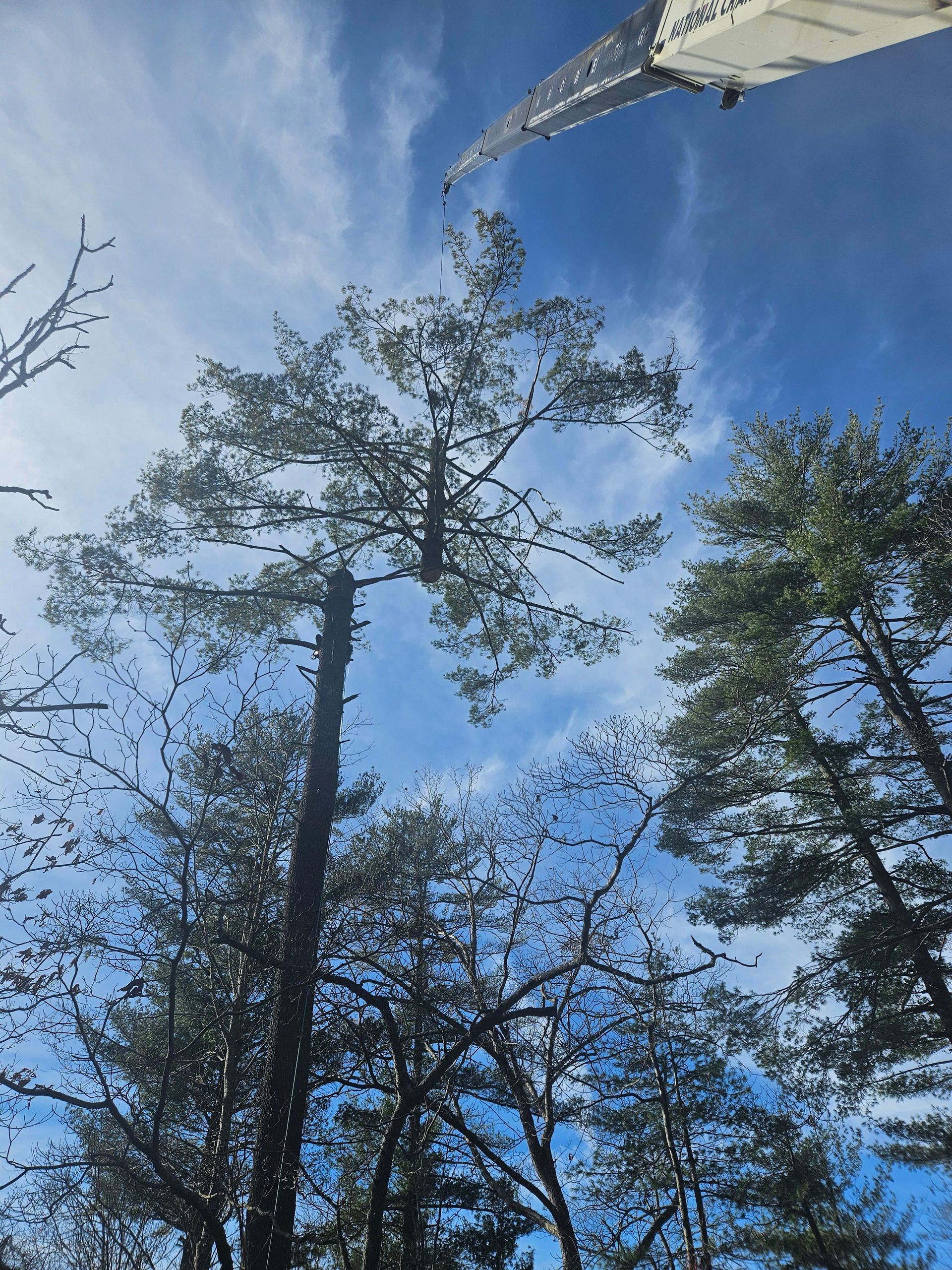 Tall pine trees against a blue sky, crane arm in the frame, possibly tree removal.