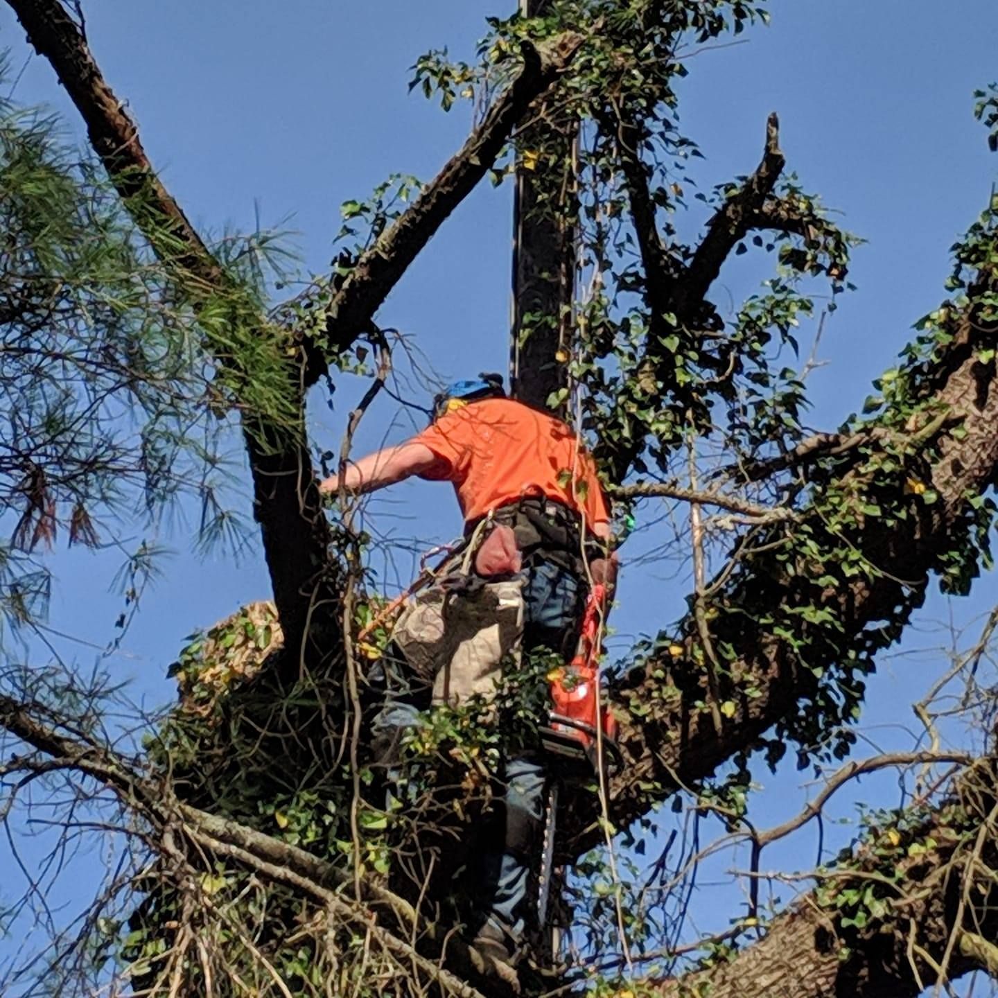 Arborist in orange shirt using chainsaw in a tree, with safety harness, surrounded by ivy and branches.