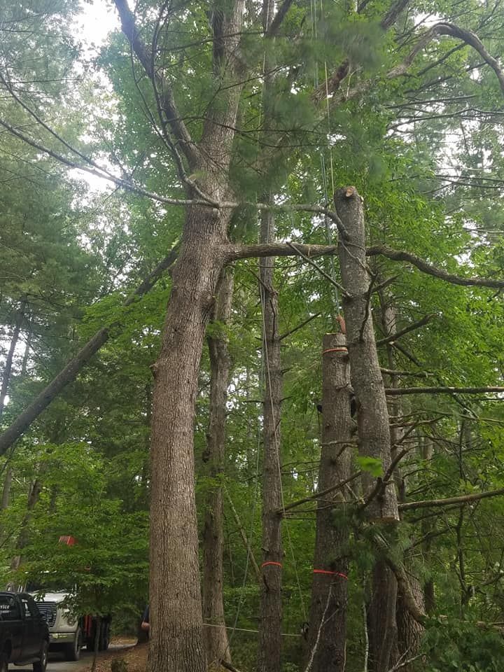 Tall trees in a forest. One tree is missing its top. Some trees have orange tape.