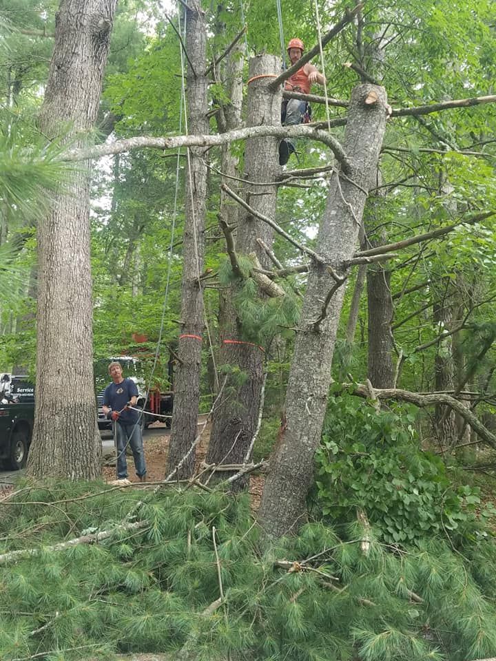 Two tree workers trimming a tall tree; one aloft, one on ground with truck in background.