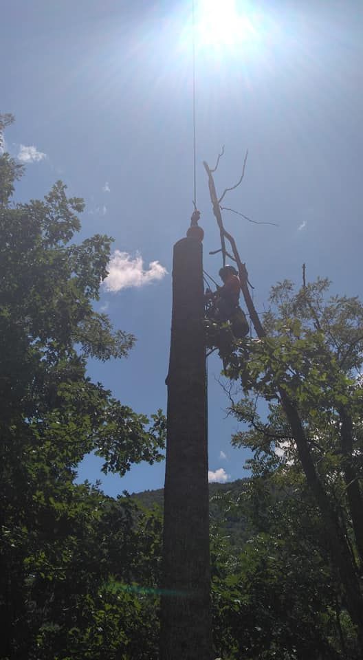 Person in a tree, cutting branches with rope and saw under a bright sun.