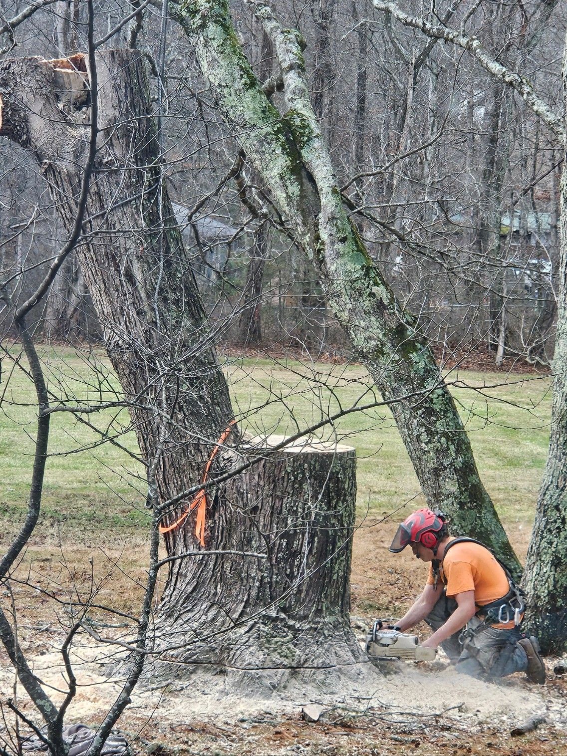 Arborist using a chainsaw to cut a tree trunk outdoors. He wears safety gear, with a forest and field in the background.