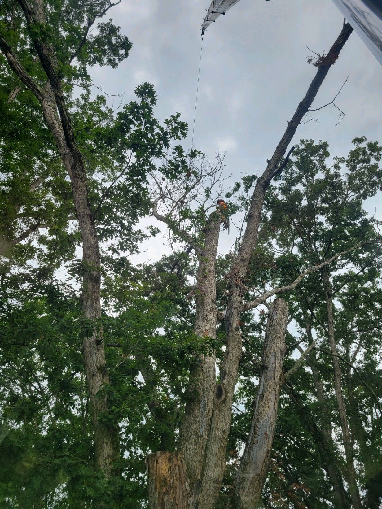 Tree with multiple pruned branches against a cloudy sky.