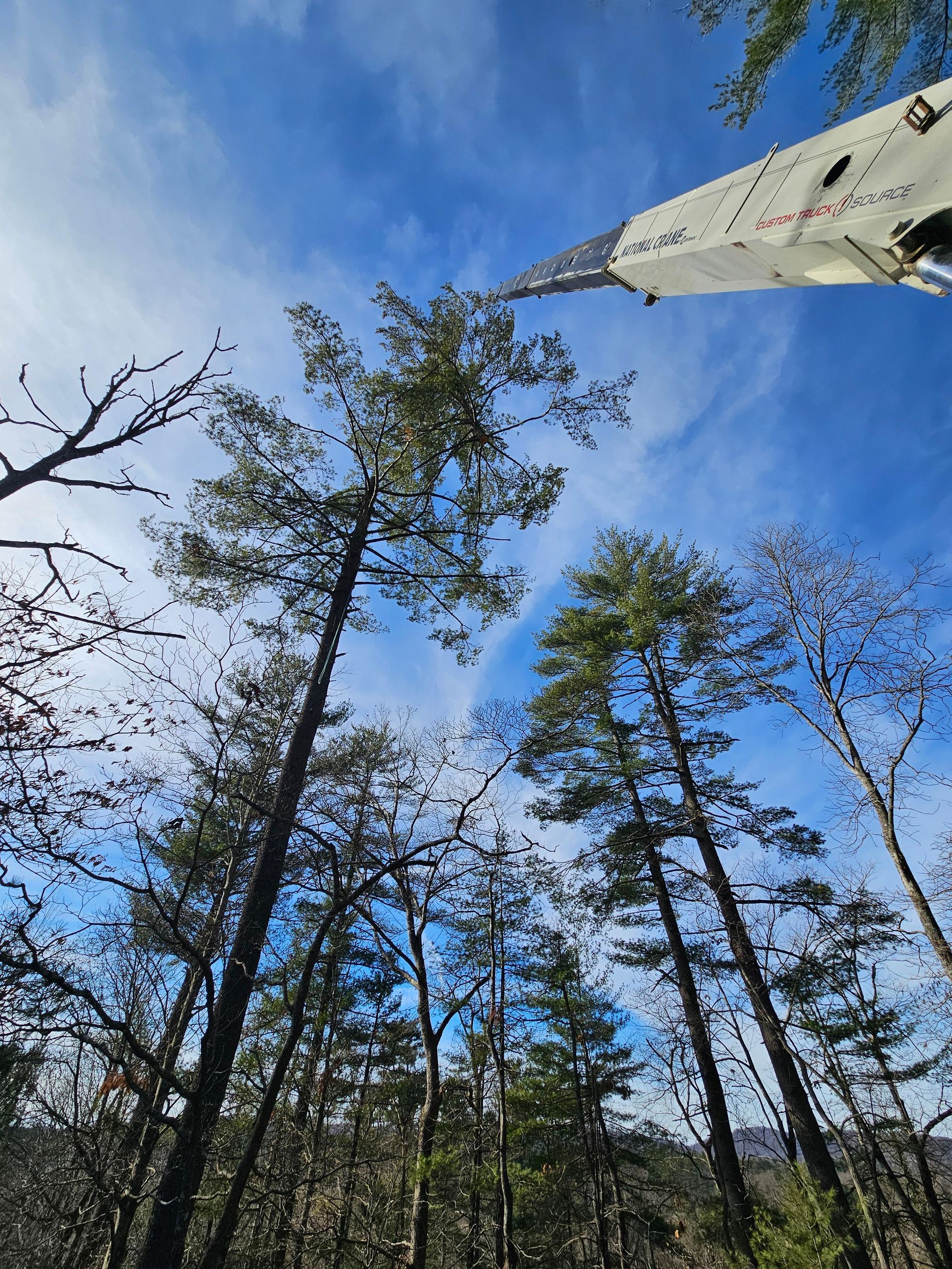 Tall trees with green and brown foliage under a blue sky.  A white structure is in the top right.