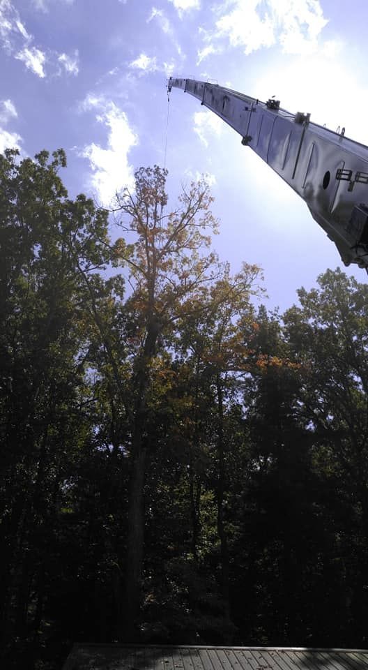 Crane near trees, possibly installing cell tower equipment on a tall tree, partly cloudy sky.