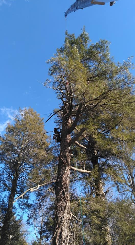 Tall evergreen trees against a bright blue sky; a person is climbing in the branches.