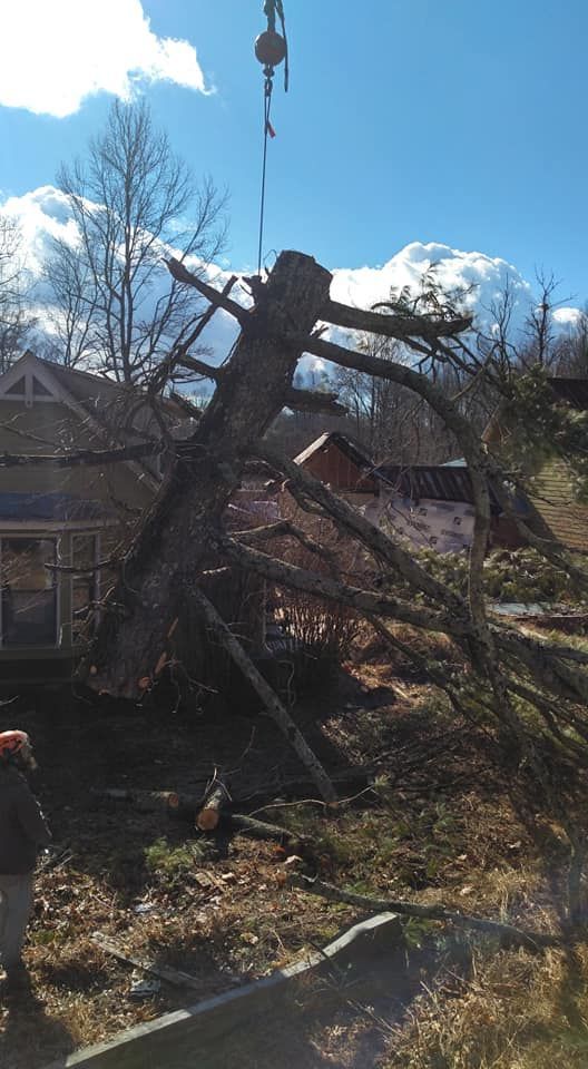 A large tree being lifted by a crane near a house on a sunny day.