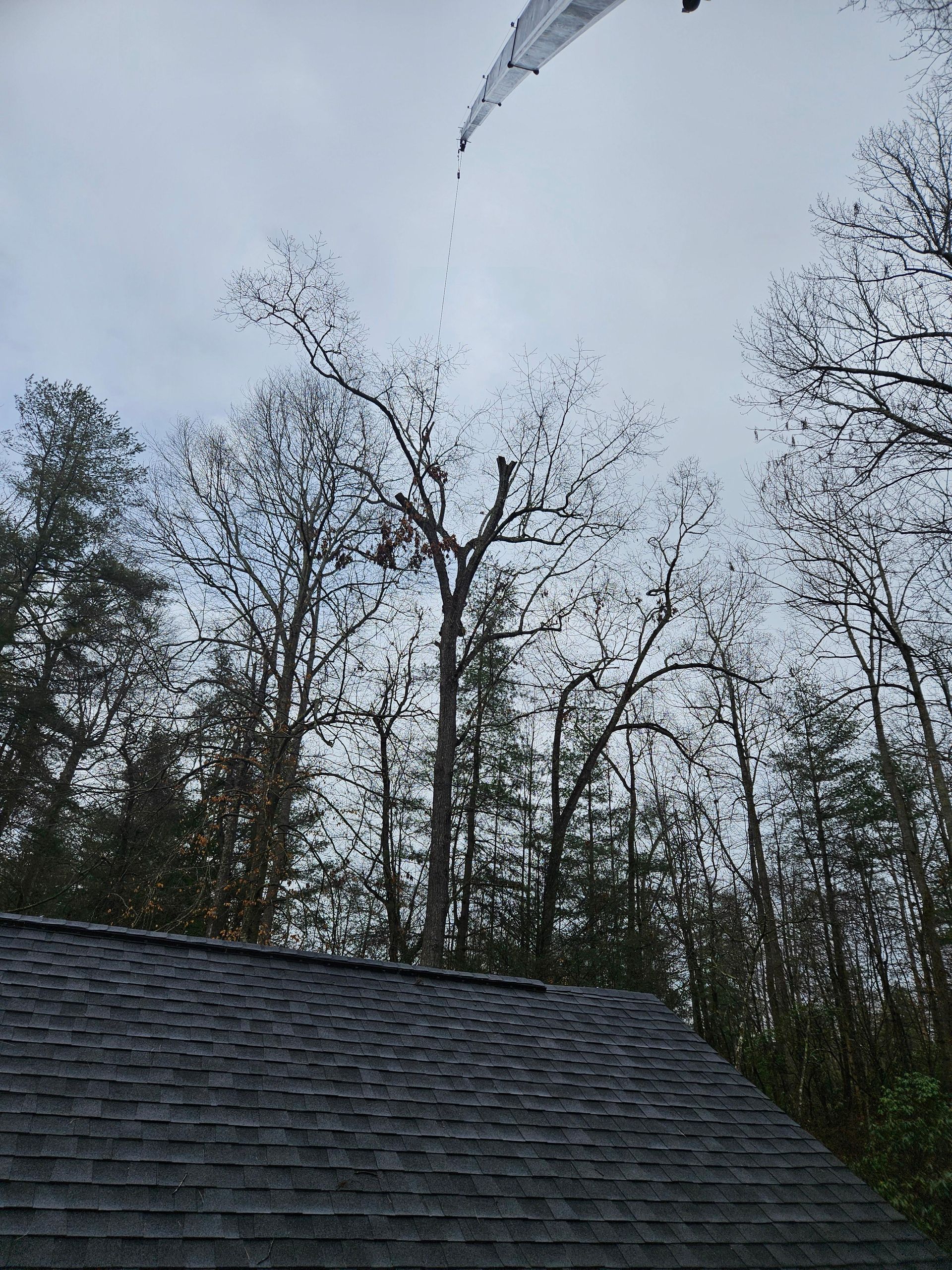 Bare tree against cloudy sky, with rooftop in foreground. Water drips from above.