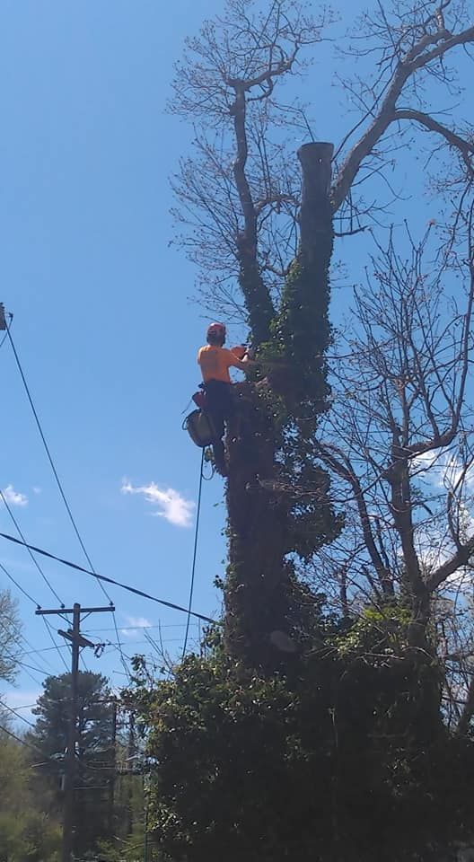 Arborist on a tall tree trimming branches. Bright blue sky overhead.