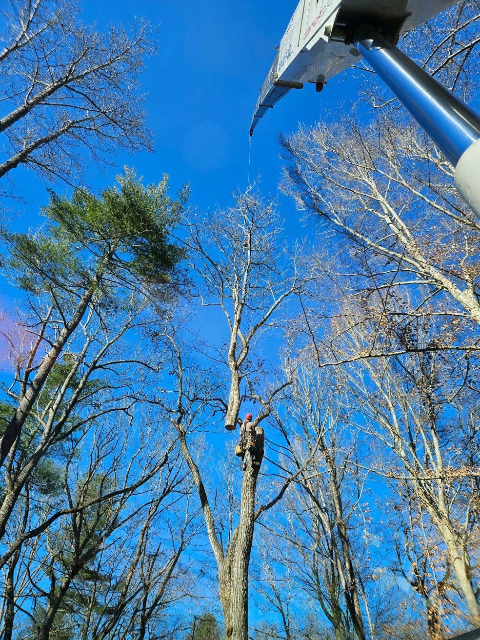 Man on tree, pruning branches, blue sky, equipment in view.