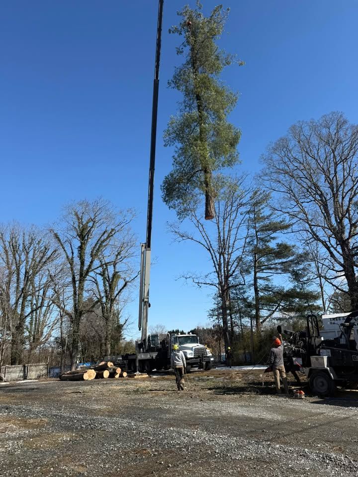 A crane lifting a tall tree trunk, workers nearby, clear sky.