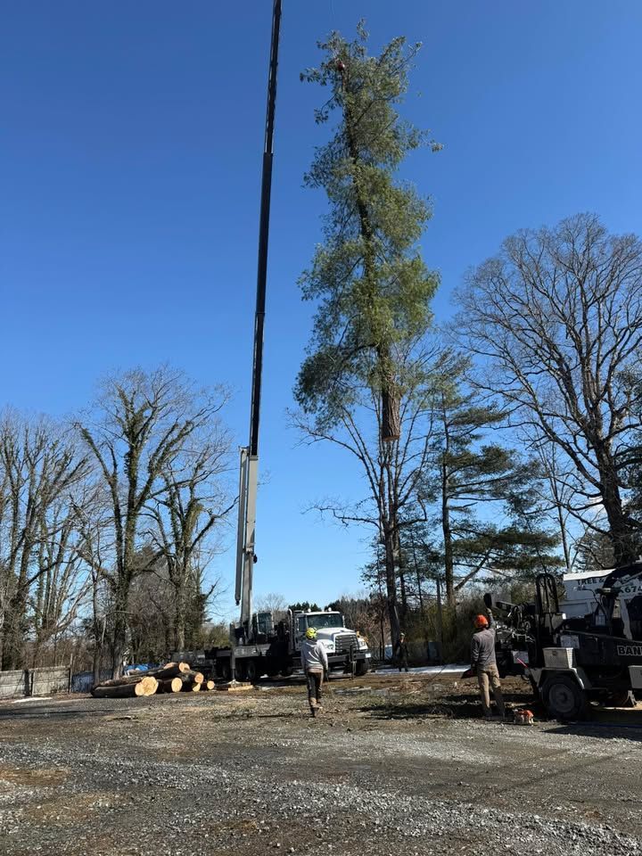 Crane cutting tall tree; logs on ground. Workers operating machinery in outdoor setting. Blue sky.