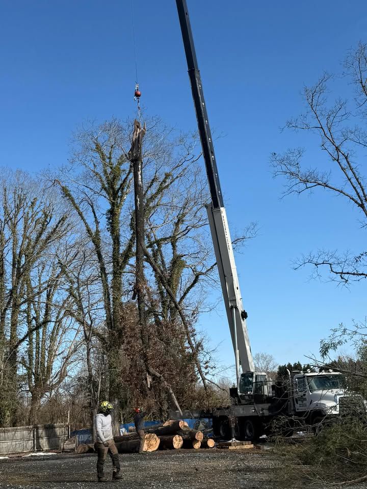 A crane lifting a large tree trunk; a worker watches. Logs are on the ground. Clear blue sky.