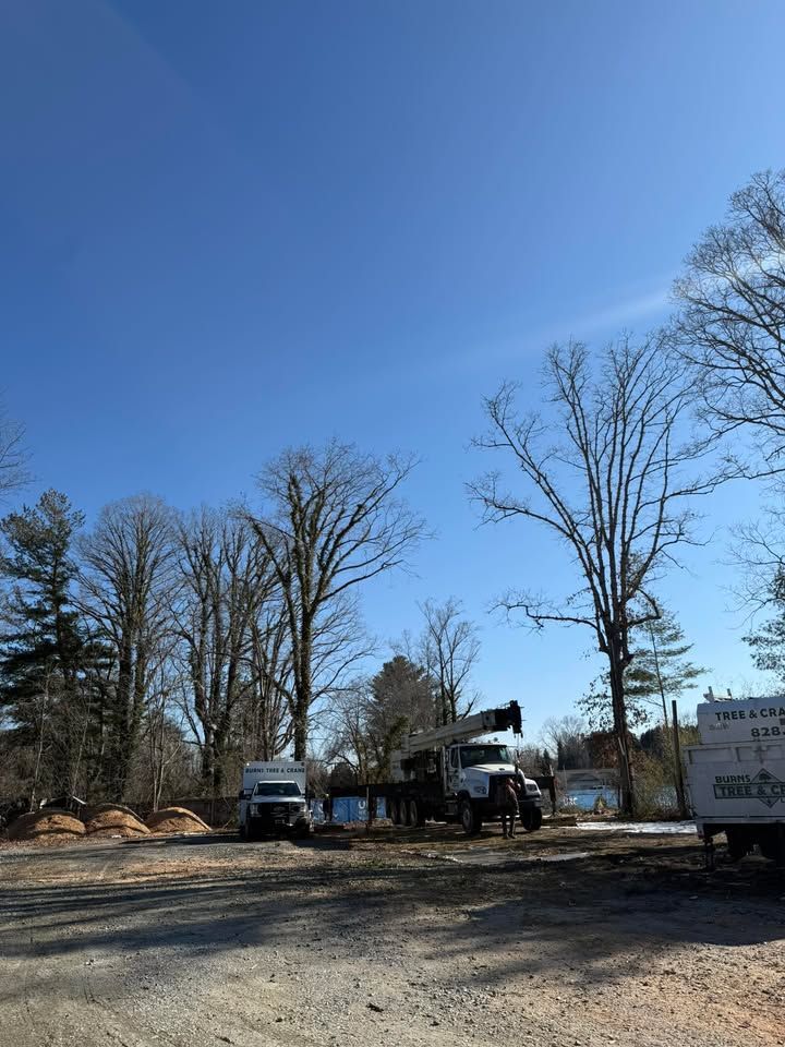 Trucks parked near trees on a sunny day. Clear blue sky.