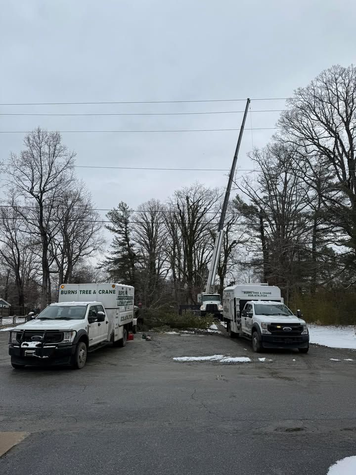 Two white work trucks with a tree crane trimming a tree near power lines; snow on the ground.
