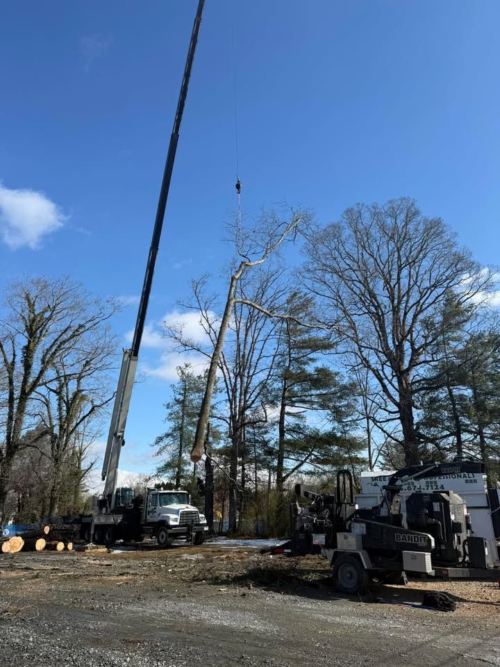Two cranes removing limbs from a tall tree in a lot with a wood chipper. Sunny, blue sky.