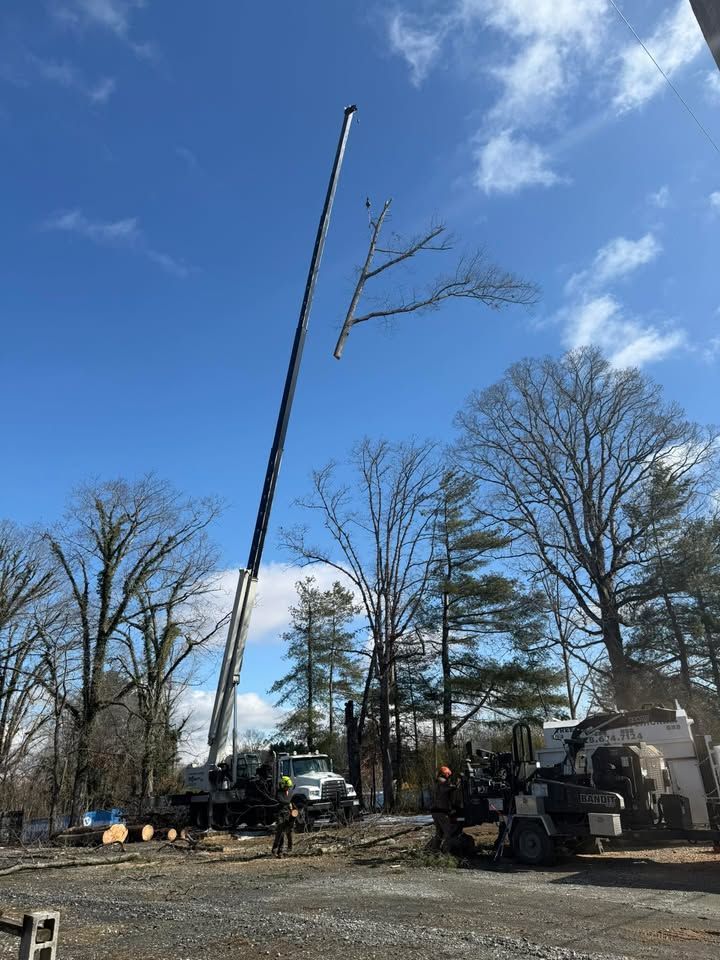 A crane lifting a tree branch in a yard; several workers are present. Blue sky.