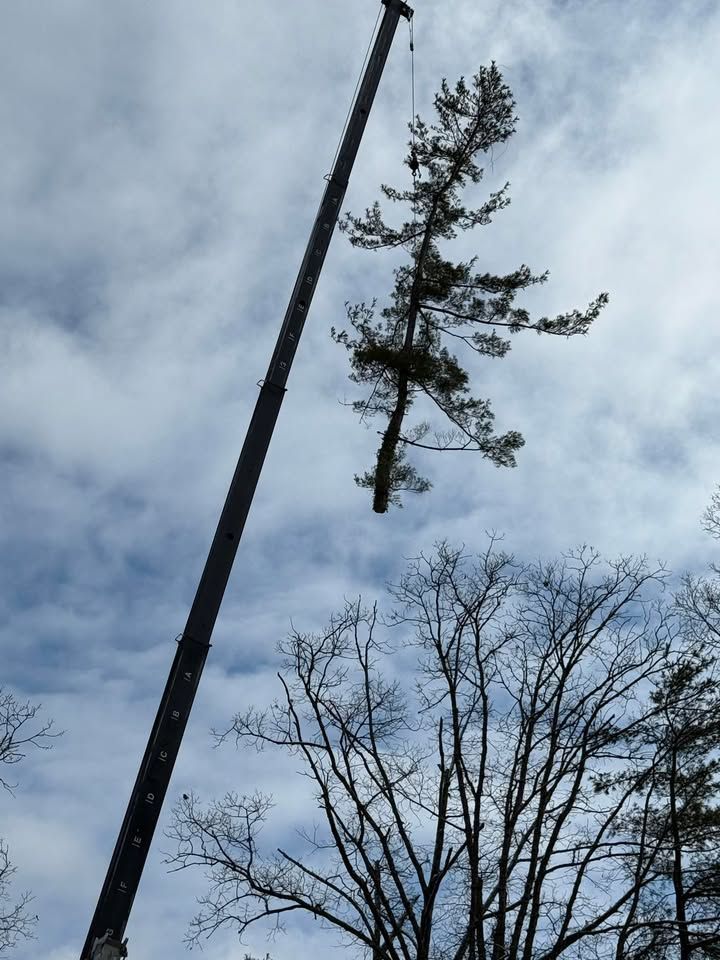Crane lifting a tall evergreen tree against a cloudy sky.