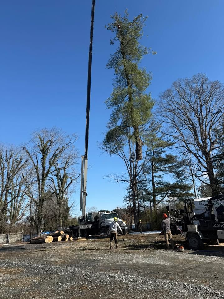 A crane lifts a tall tree trunk, with workers on the ground, against a clear blue sky.