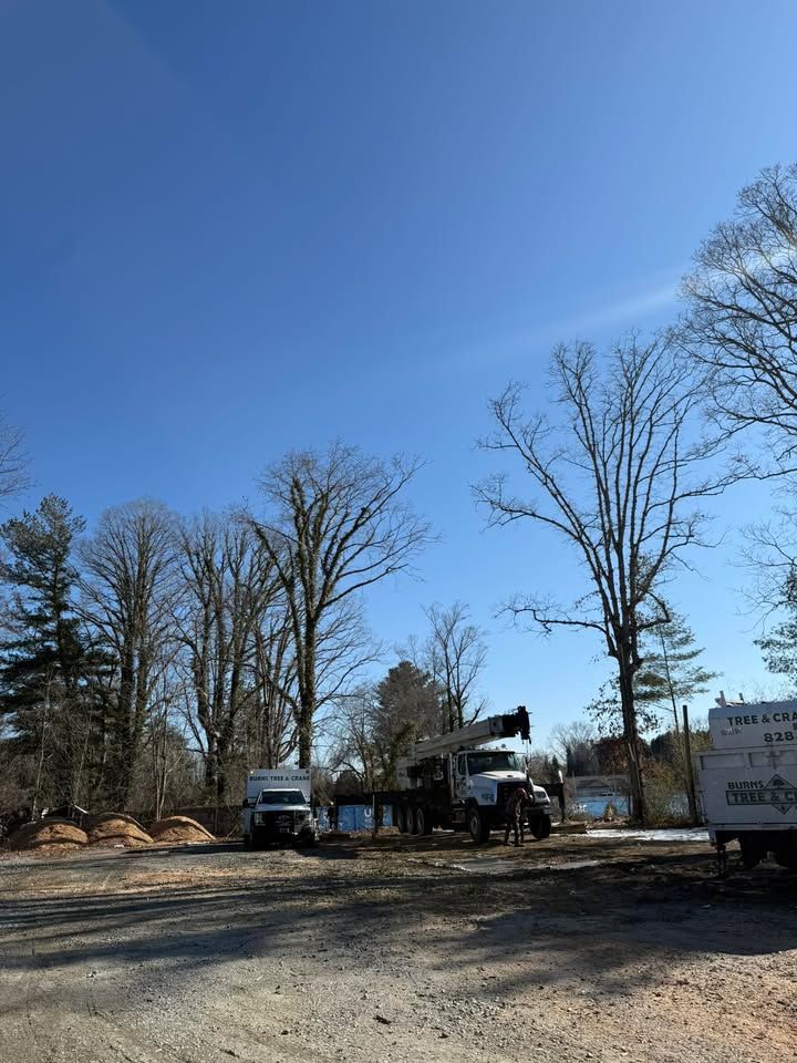 Tree service trucks near bare trees under a clear blue sky.
