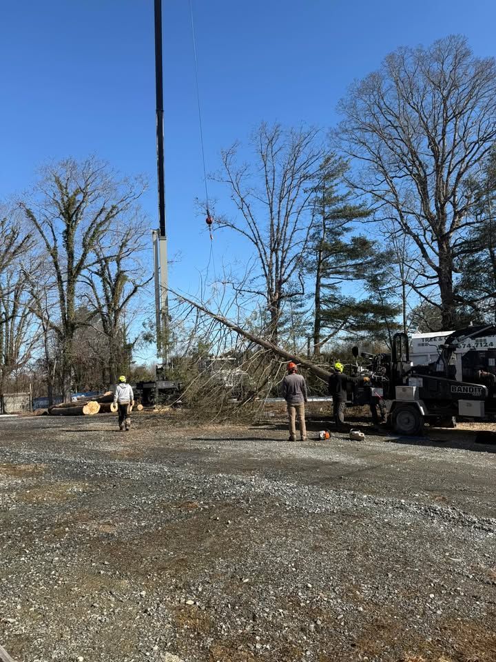 Crane lifting a tree branch while workers stand nearby; on a gravel surface under a blue sky.
