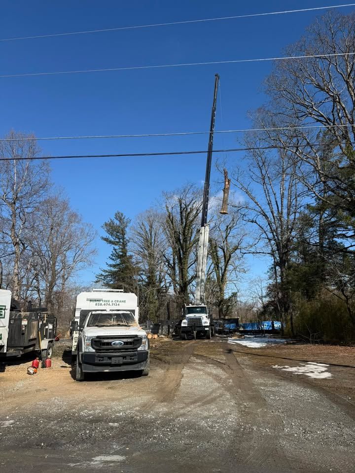 Tree trimming crew using a tall crane to reach branches near power lines, sunny day.