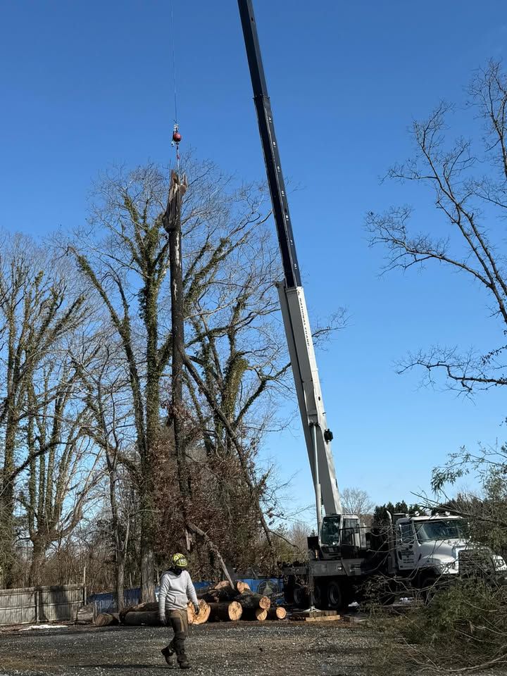 A crane lifts a tree trunk, with a worker observing, and cut logs on the ground under a blue sky.