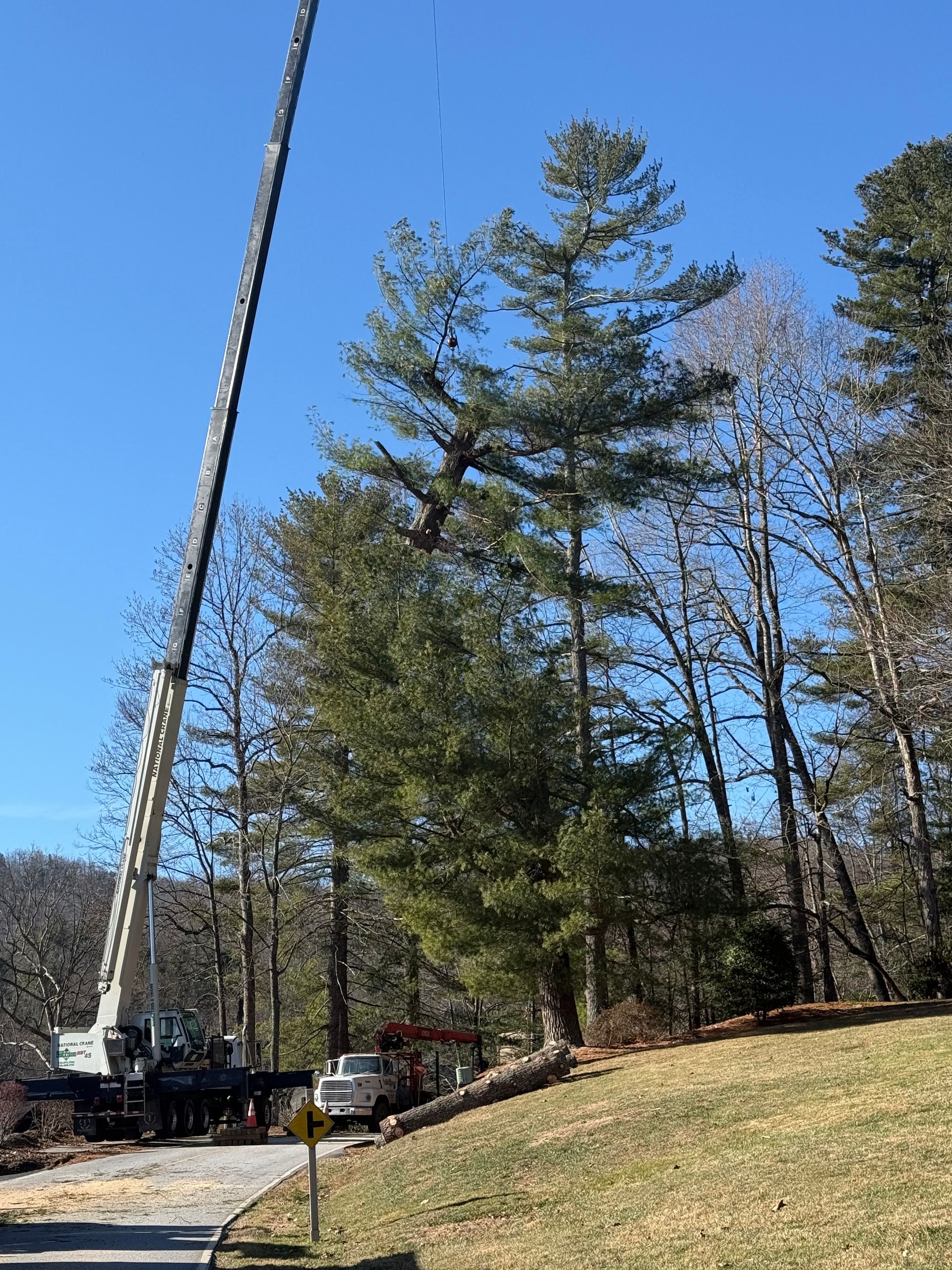 A large crane removing a tall pine tree. Blue sky, a driveway, and other trees in the background.
