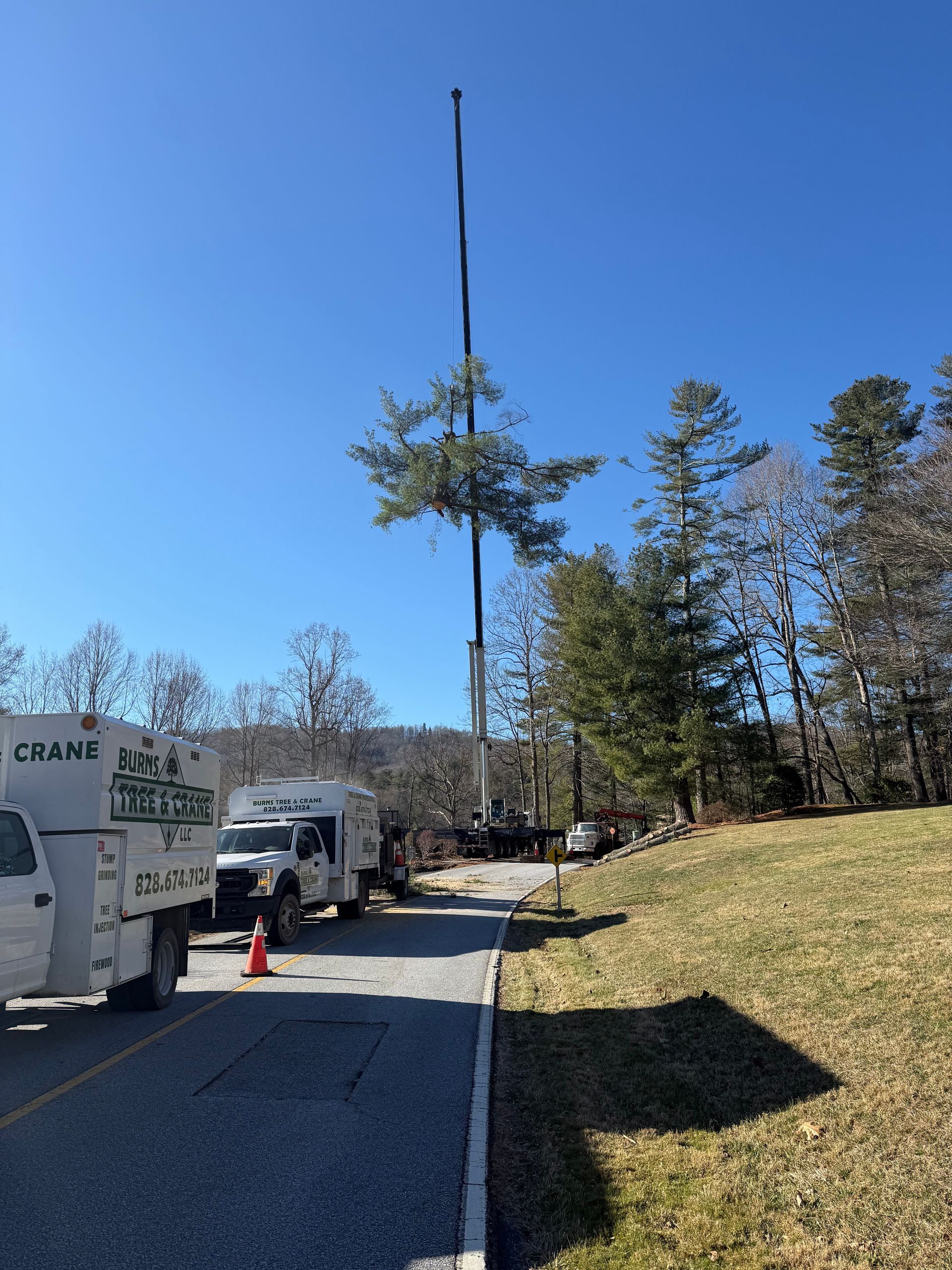 A tall crane lifts a pine tree. Work trucks parked on a road beside a grassy area and trees under a clear blue sky.