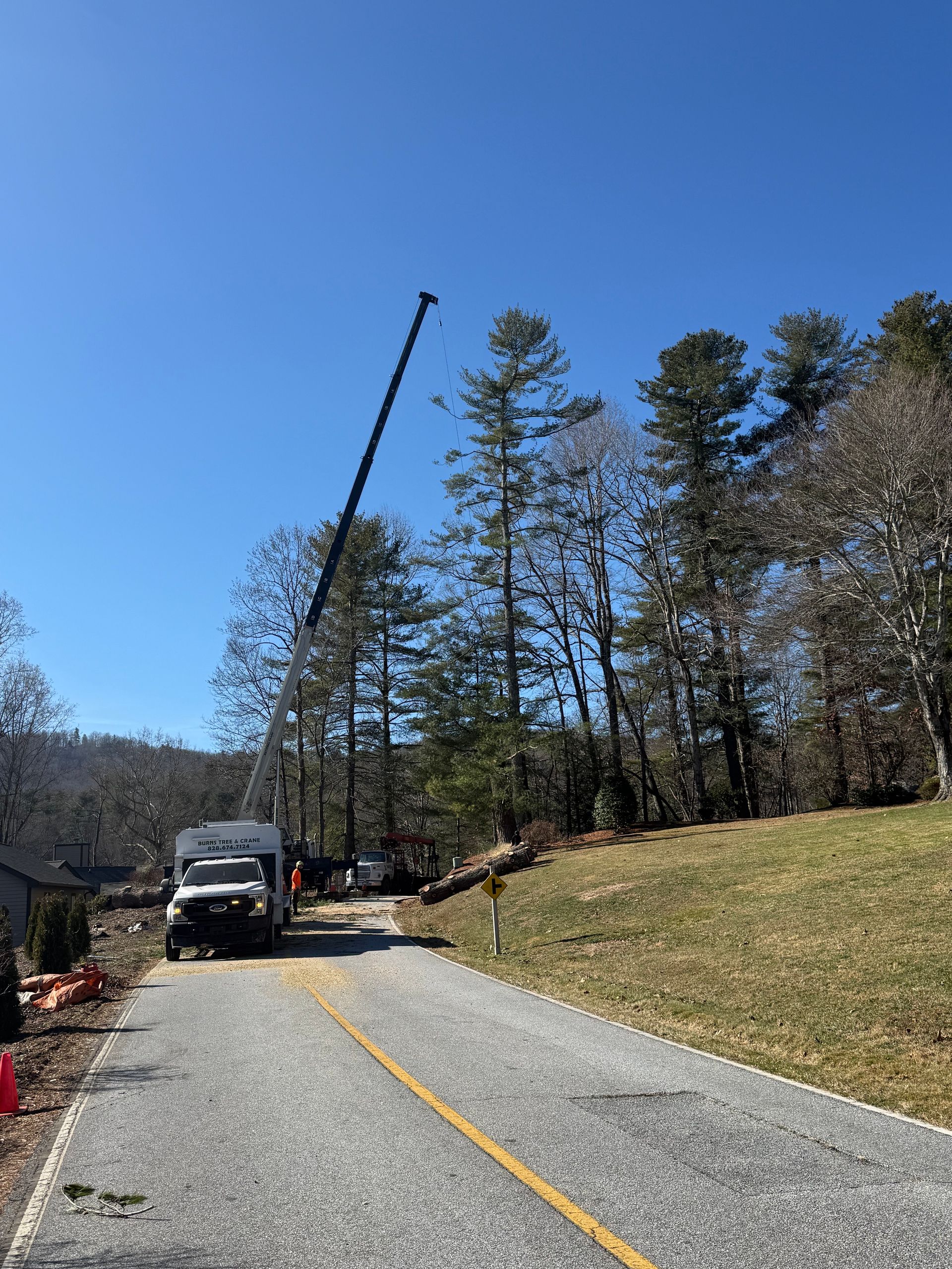 A tree service truck with an extended crane removes a tall tree from a roadside on a sunny day.