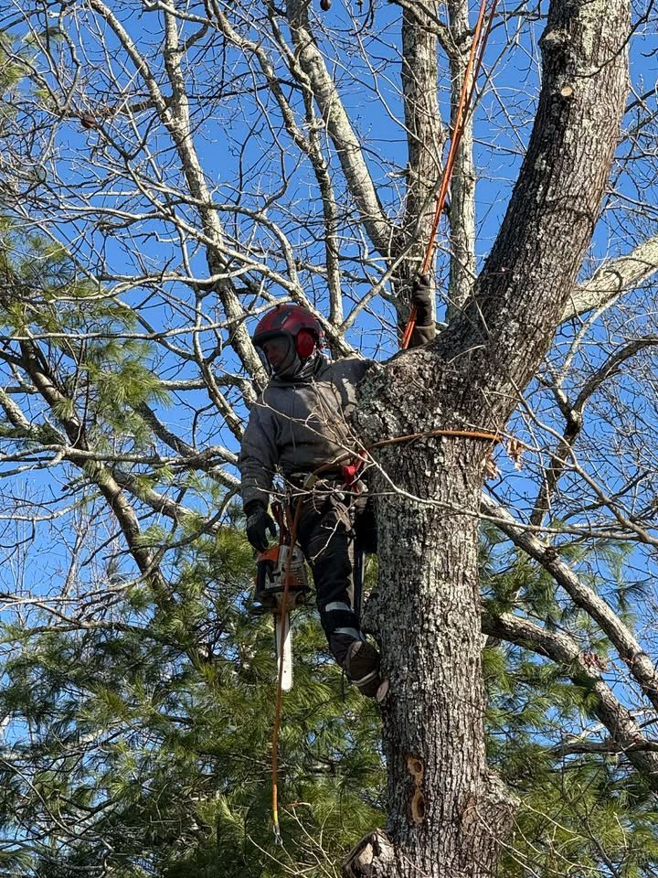Arborist, wearing protective gear, using a chainsaw to trim a tree branch, against a blue sky.