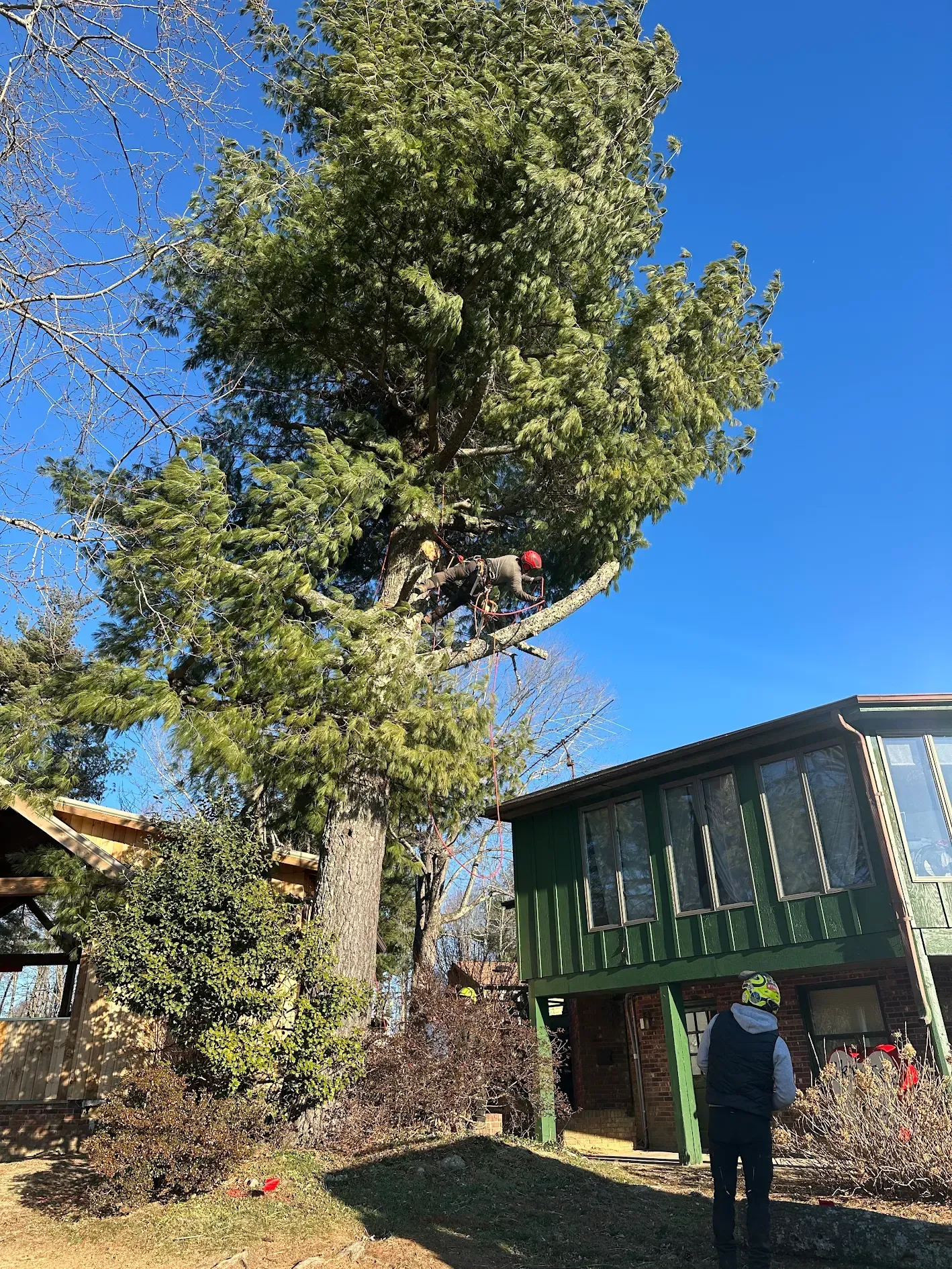 Tree worker in a tall tree trimming branches next to a house under a clear, blue sky.