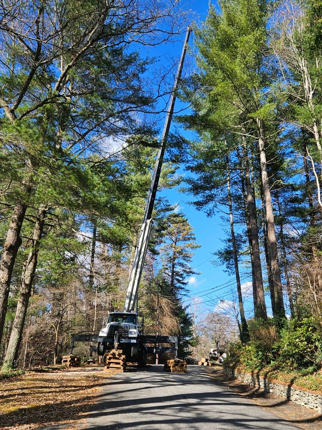 Crane trimming tall trees on a road, blue sky visible.